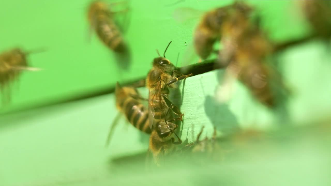 蜜蜂进入蜂巢视频素材