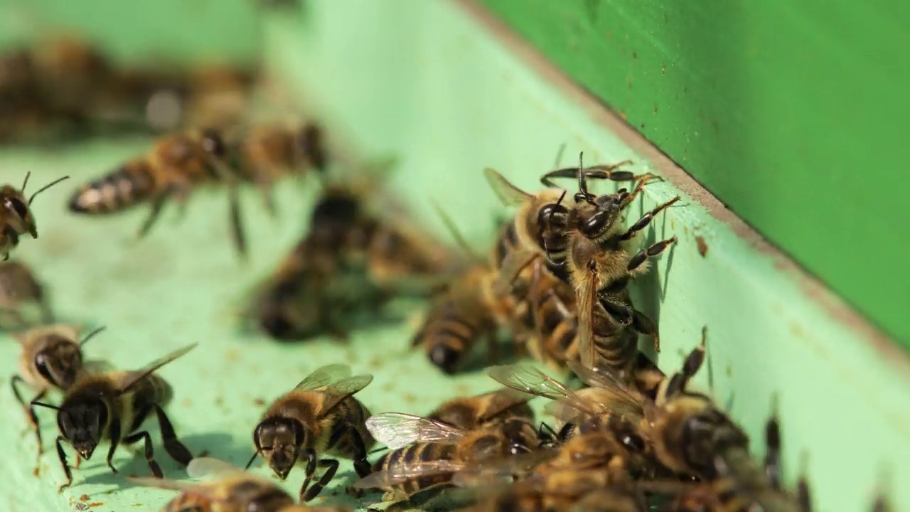 蜜蜂进入蜂巢视频素材