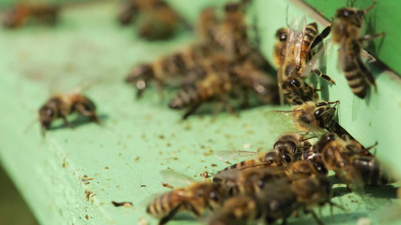 蜜蜂进入蜂巢视频素材