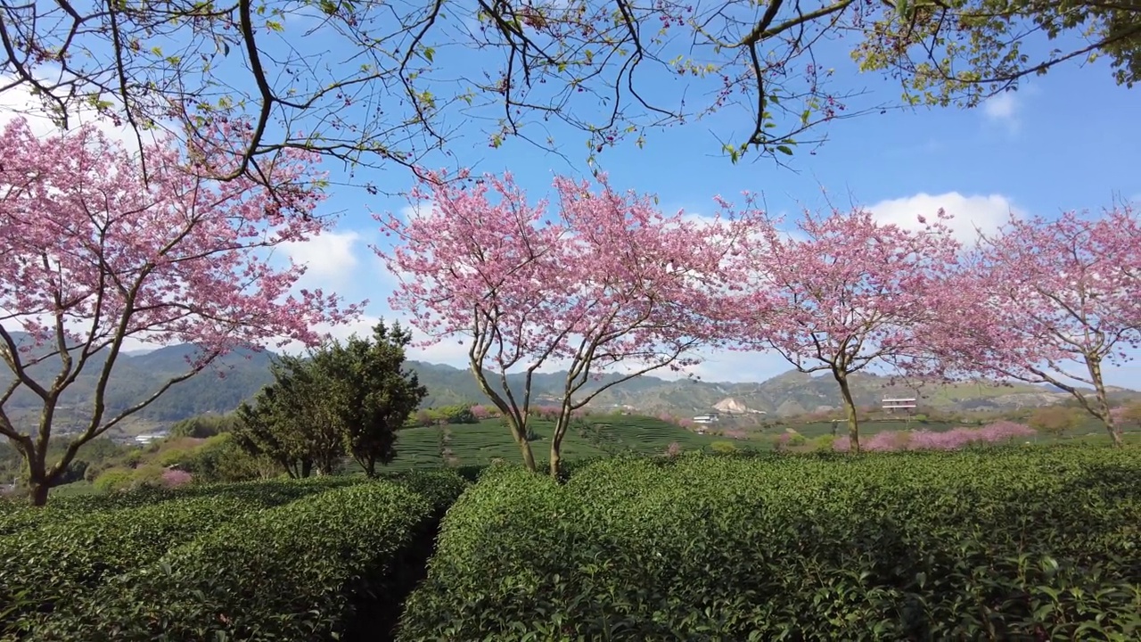 樱花树在春茶园里摇摆视频素材