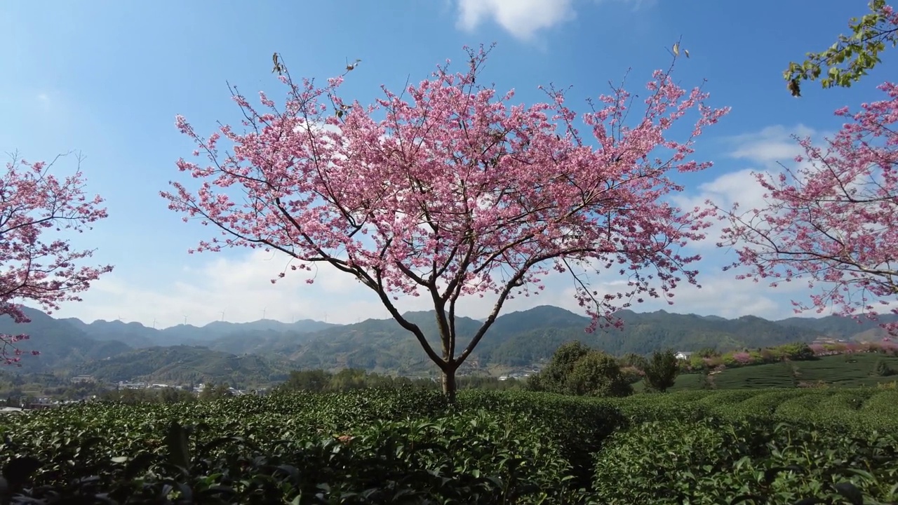 樱花树在春茶园里摇摆视频素材