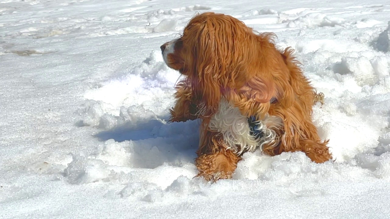 雪地里的狗视频素材