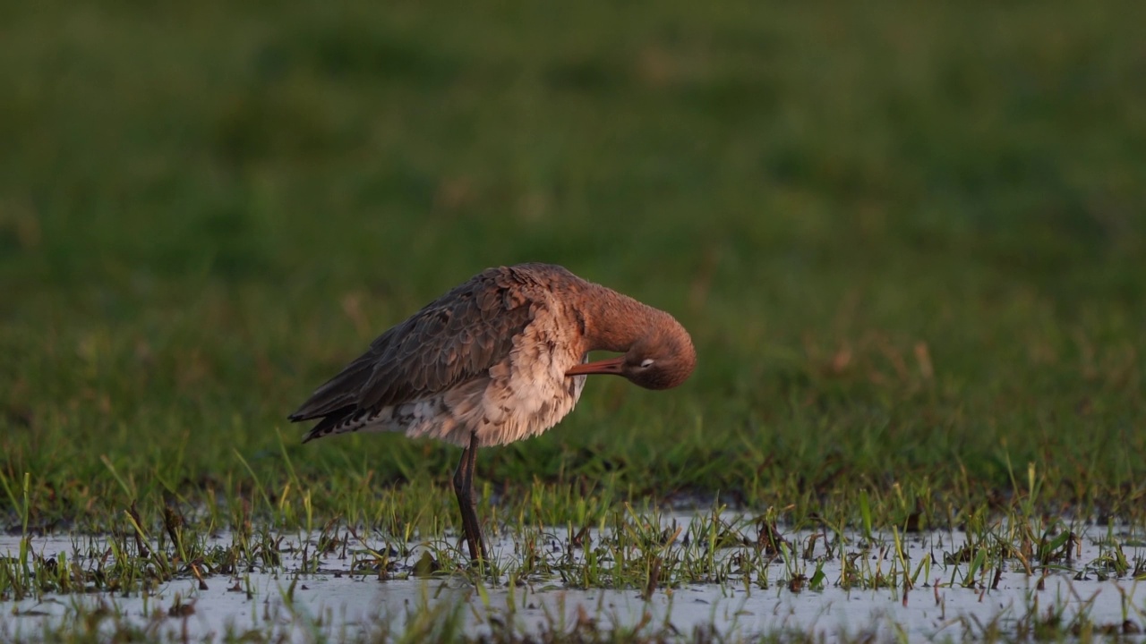 黄昏的阳光下，一只黑尾塍鹬(Limosa Limosa)在沼泽草地上打磨自己的羽毛视频素材