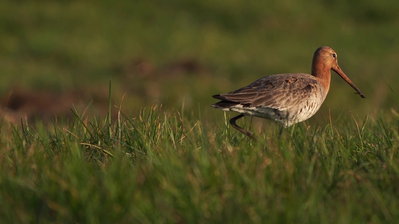 暮色中，一只黑尾塍鹬(Limosa Limosa)在草地上觅食视频素材