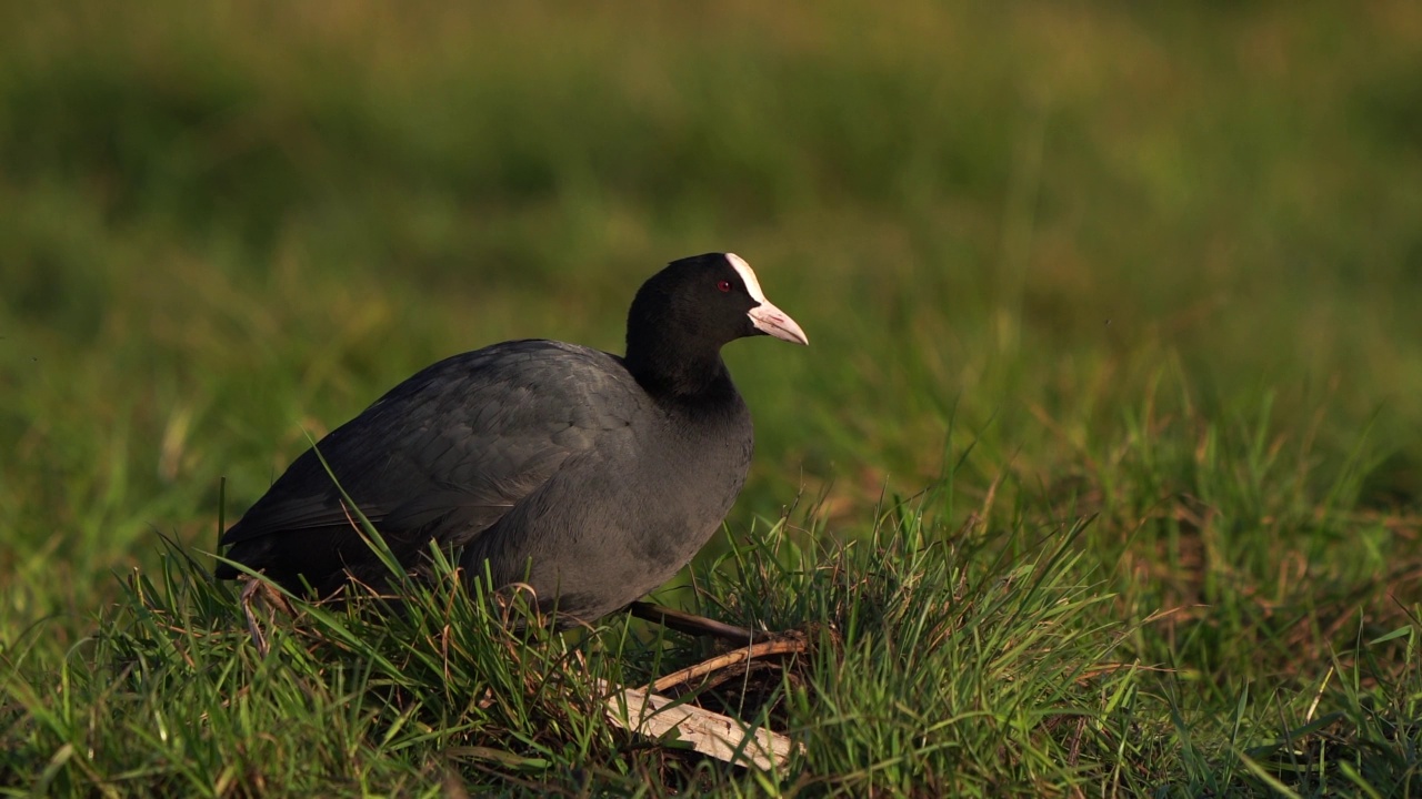 一只白骨顶(Fulica atra)在沼泽草地上擦亮羽毛视频素材