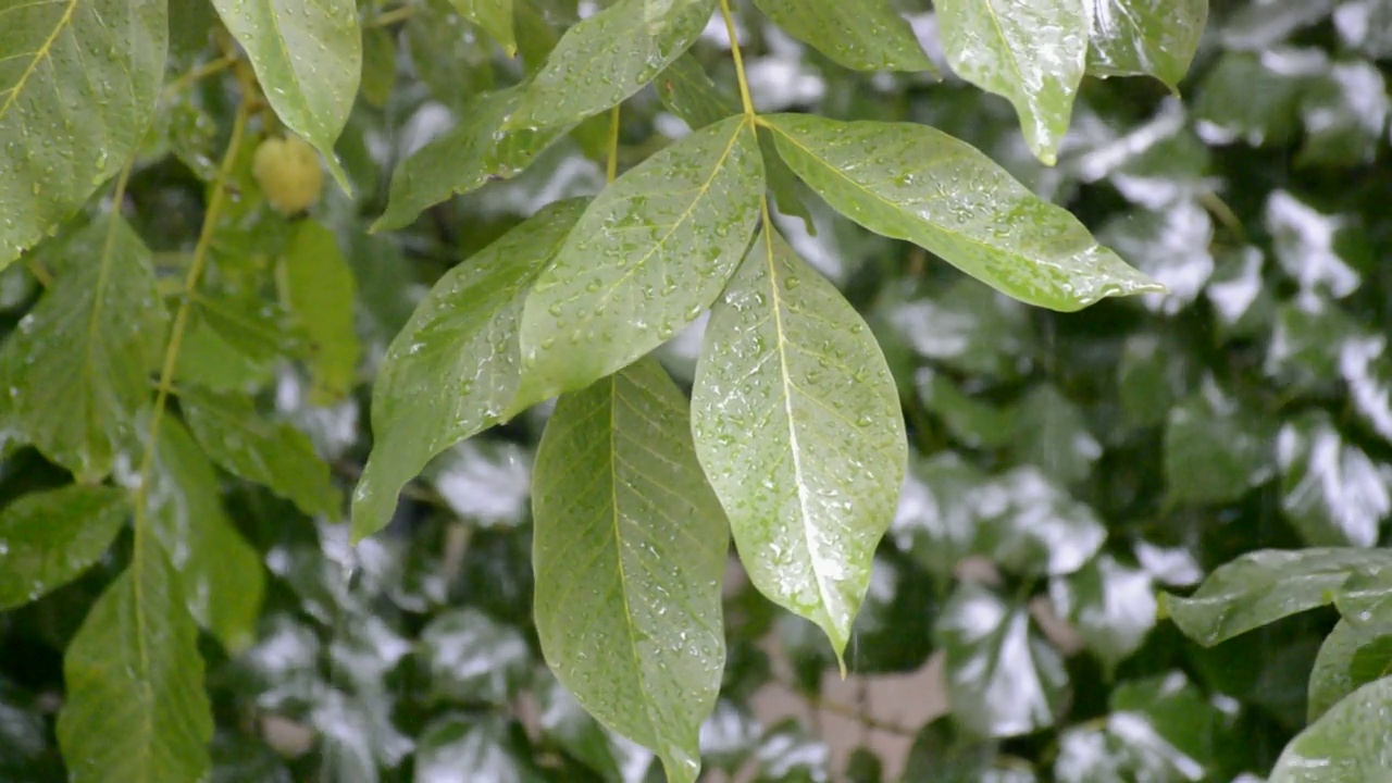 大滴大滴的核桃下着夏天的大雨视频素材