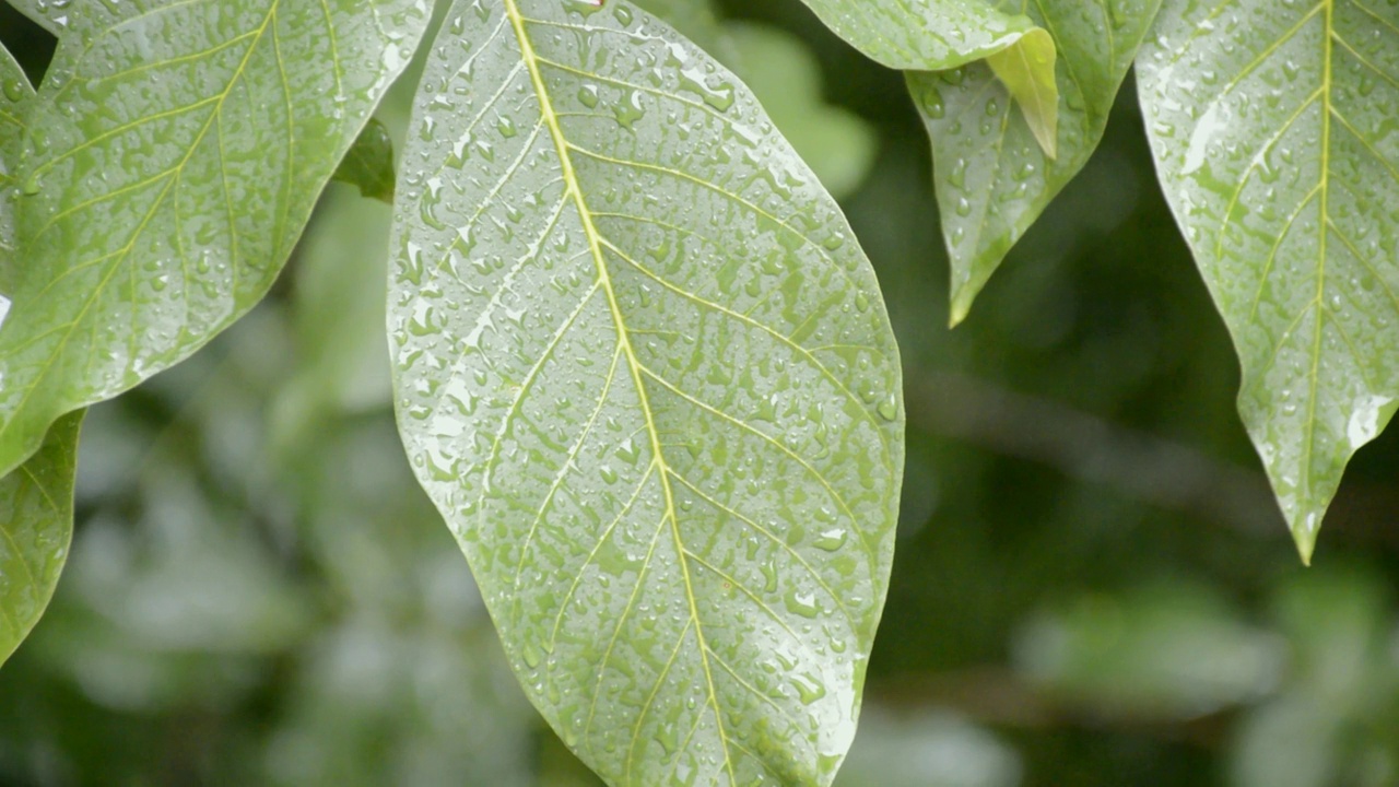 大滴大滴的核桃下着夏天的大雨视频素材