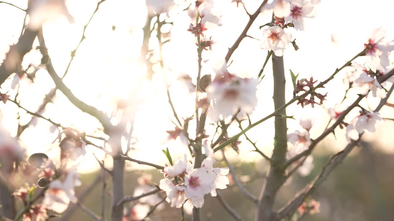 桃树嫩芽开4K视频素材