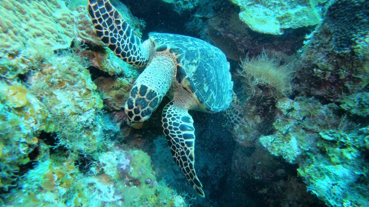 玳瑁海龟视频下载