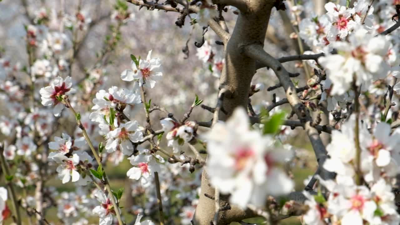 开白花的杏树视频素材