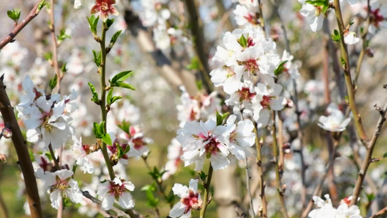 开白花的杏树视频素材