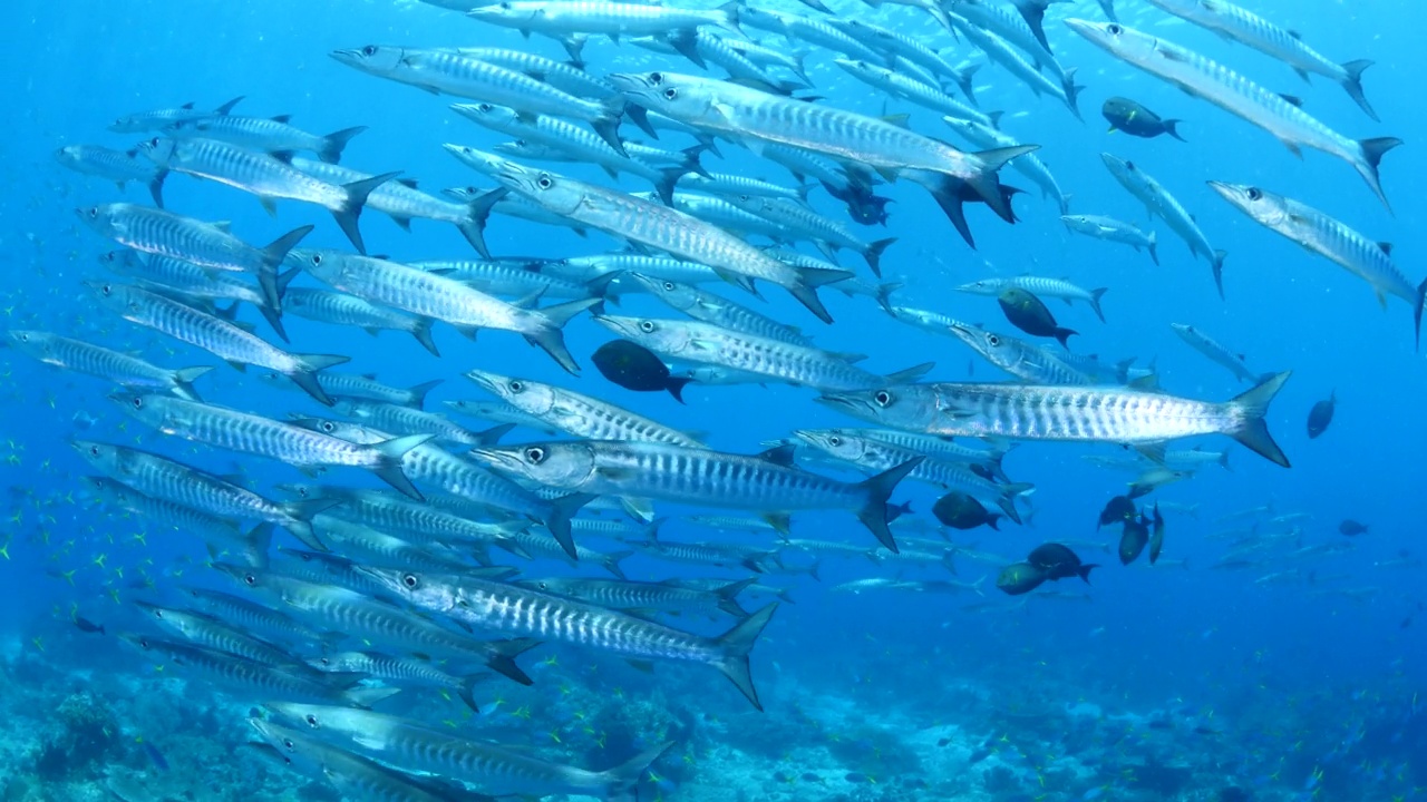 梭鱼在水下成群游动，许多小鱼环绕热带水域，海洋风光拉贾安帕视频素材