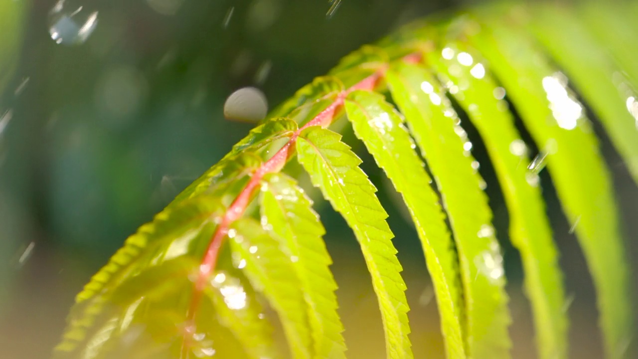 雨点从绿色的蕨类植物的叶子上滴下来。特写水滴绿叶前景。大雨落在绿色植物的叶子上。平静放松的冥想宁静的背景。视频素材