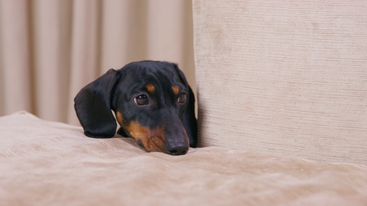 从沙发后面露出悲伤神情的腊肠犬的肖像，把头放在沙发上吸引主人的注意。淘气的宠物想要跳到沙发上，尽管它知道这是禁止的。视频素材