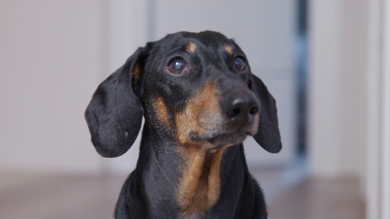 穿着条纹t恤的可爱腊肠犬的肖像，它正坐着聚精会神地看着一个人，它的眼睛跟着他，前面的视图。小狗在玩的时候在找东西。视频素材