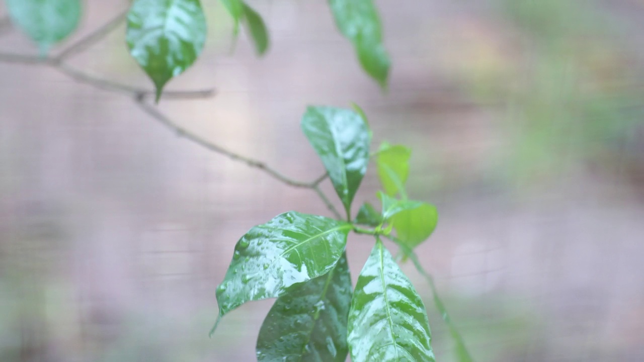 落下的季风雨水滴在绿树植物的叶子上。雨滴落在树叶上的视频片段。美丽的雨季，水滴在绿色的树叶的自然背景。关闭了。孤独的概念视频素材