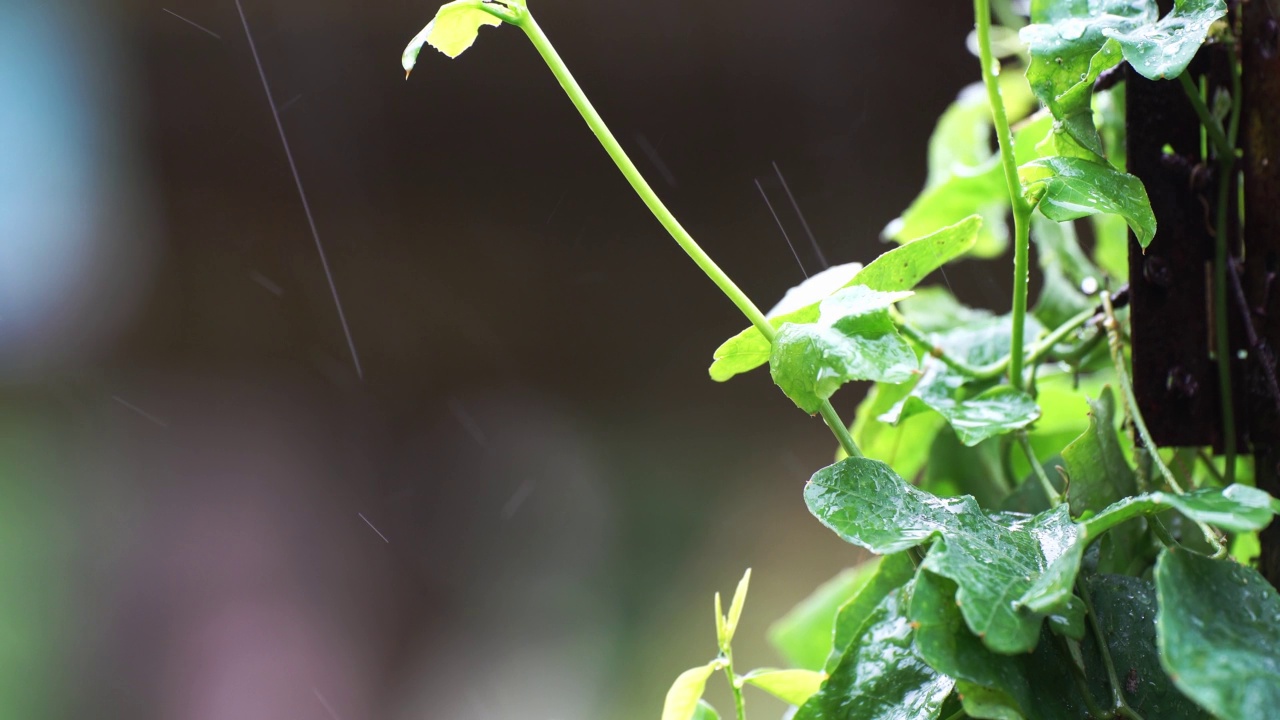 落下的季风雨水滴在绿树植物的叶子上。雨滴落在树叶上的视频片段。美丽的雨季，水滴在绿色的树叶的自然背景。关闭了。孤独的概念视频素材