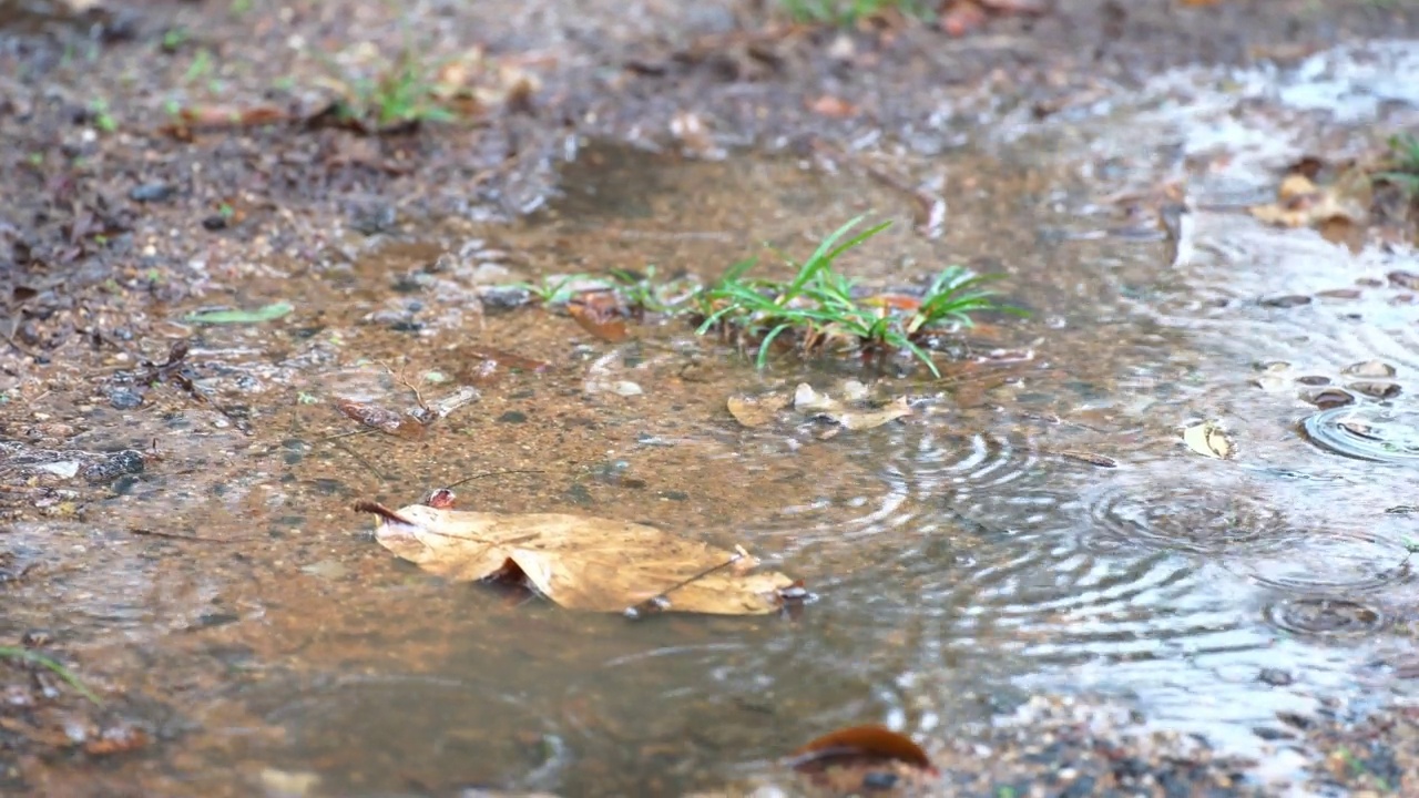 大量的雨点在水坑里形成圆圈。背景下大雨。季节性的天气是多雨的。视频素材