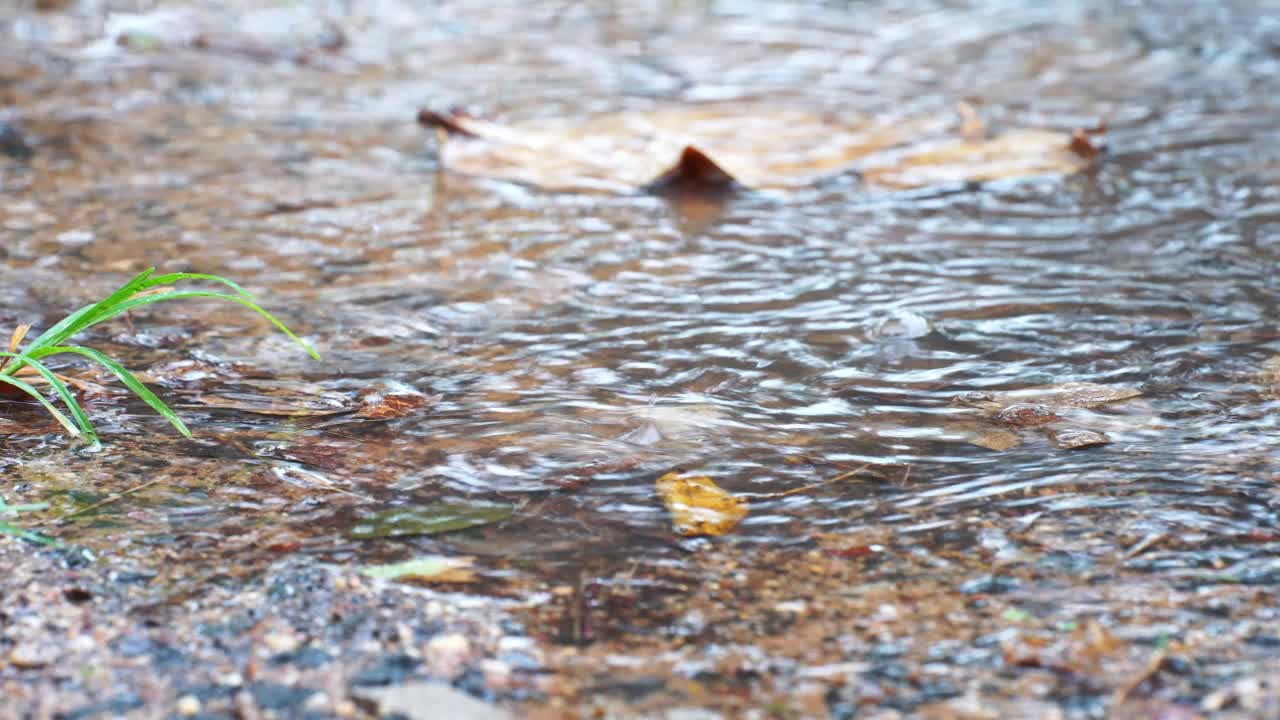 大量的雨点在水坑里形成圆圈。背景下大雨。季节性的天气是多雨的。视频素材