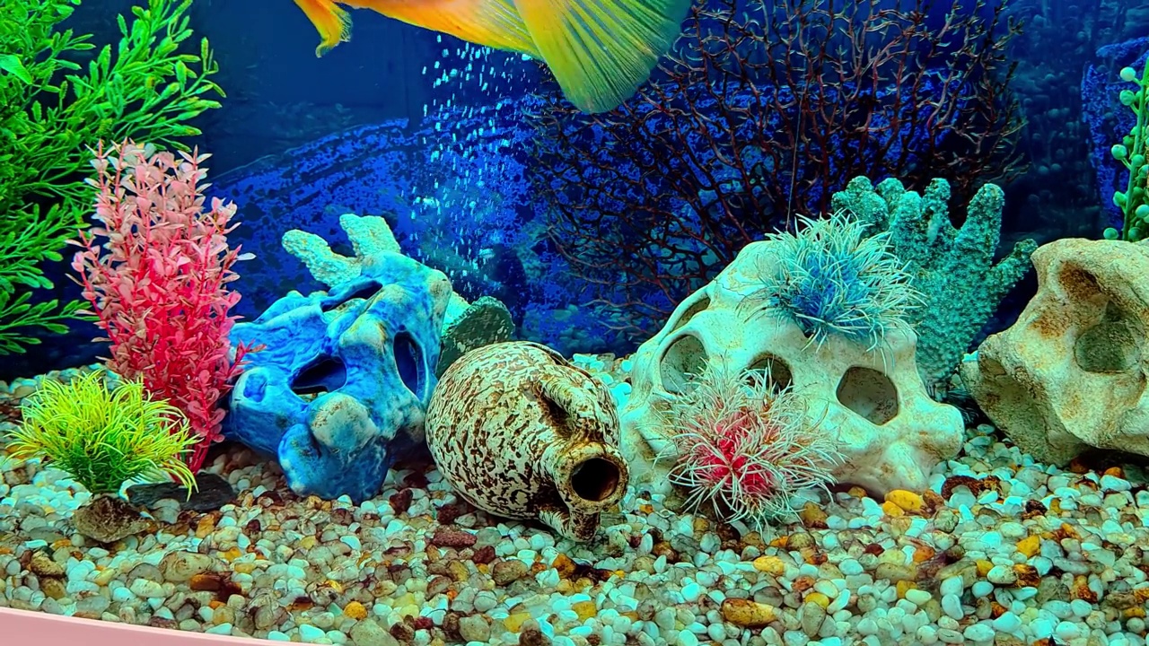 血鹦鹉慈鲷在水族馆里游泳视频素材