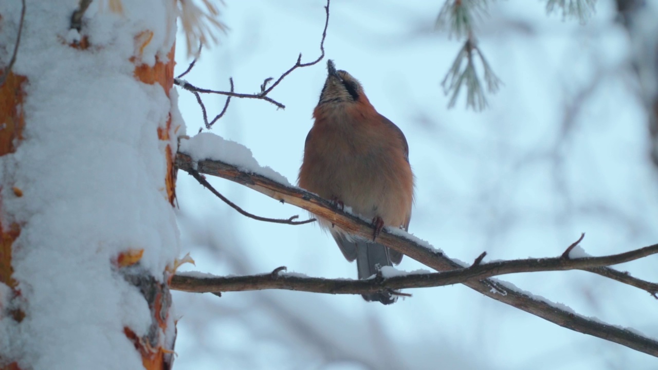 鸟-欧亚松鸦(Garrulus ironarius)吃了雪后，从树枝上飞走了。视频素材