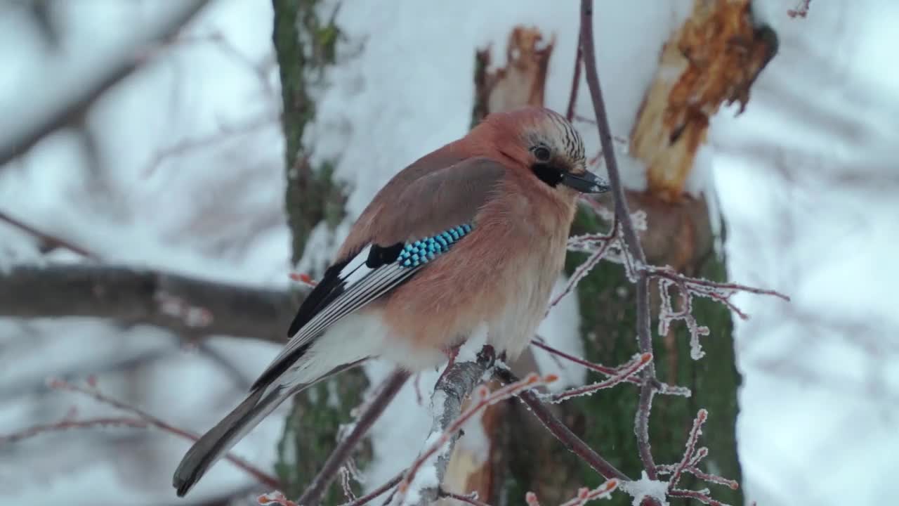 鸟——欧亚Jay (Garrulus glandarius)吃了东西后，正坐在树枝上休息，抖松自己的羽毛。视频素材