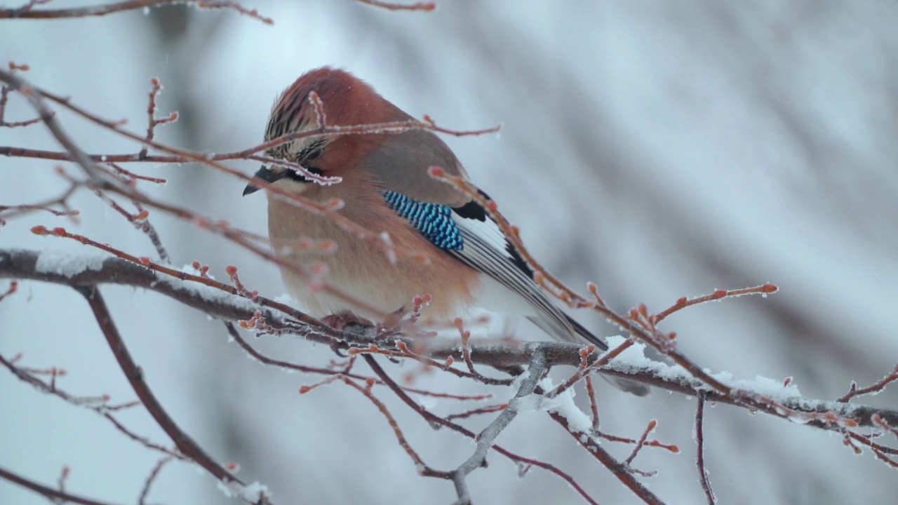 鸟——欧亚Jay (Garrulus glandarius)吃了东西后，正坐在树枝上休息，抖松自己的羽毛。视频素材