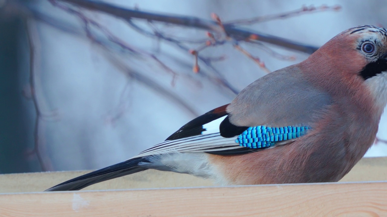 鸟-欧亚蓝眼Jay (Garrulus glandarius)坐在一个喂食器上挑选面包片。视频素材