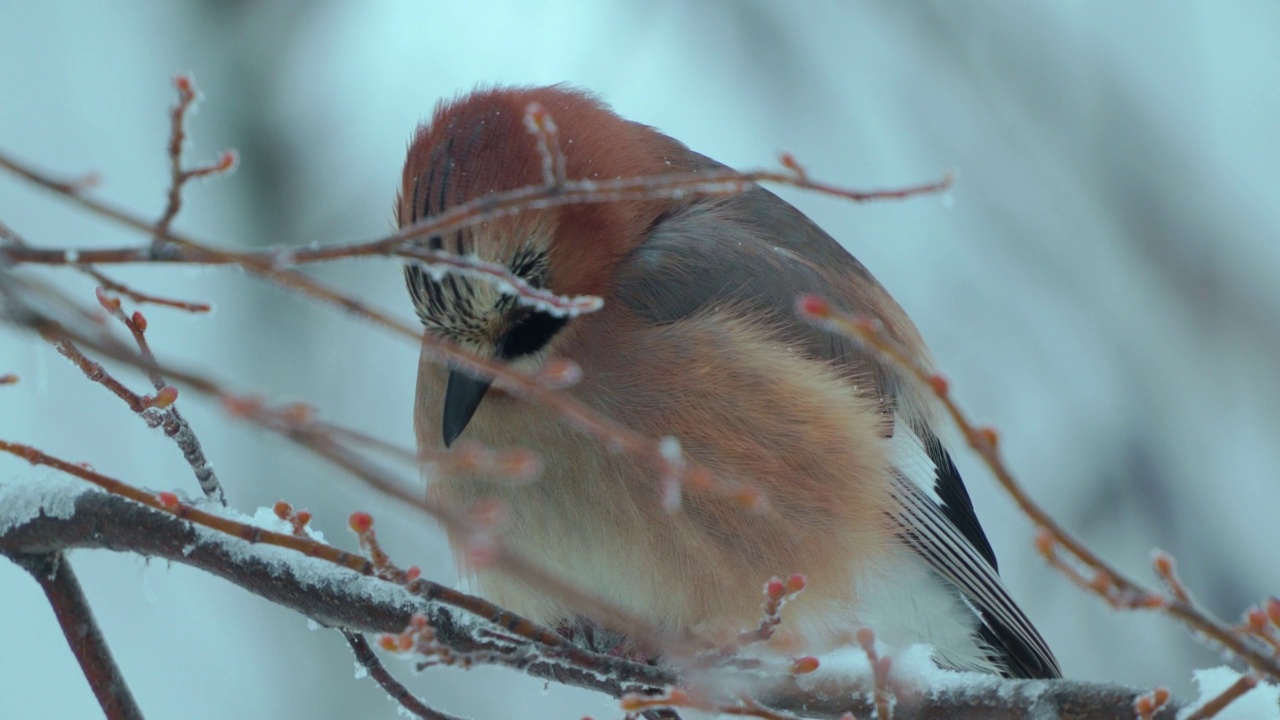 鸟——欧亚Jay (Garrulus glandarius)吃了东西后，正坐在树枝上休息，抖松自己的羽毛。视频素材