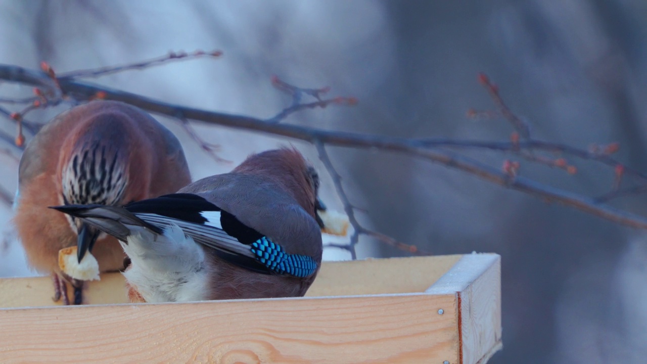 鸟类——欧亚松鸦(Garrulus glandarius)坐在喂食器上挑选面包片。视频素材