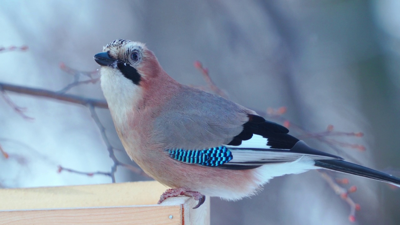 鸟——欧亚Jay (Garrulus glandarius)坐在喂食器上，贪婪地吃着花生米。视频素材