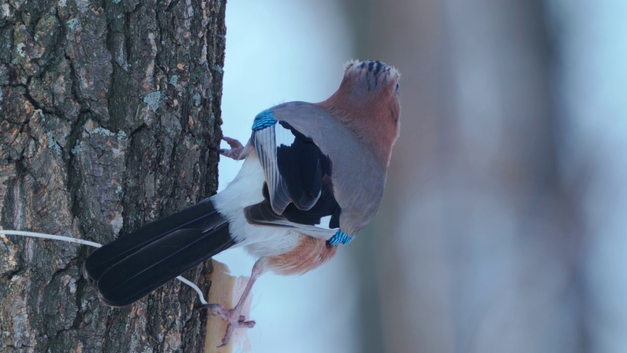 鸟-欧亚Jay (Garrulus glandarius)坐在树干上吃猪油在一个多云的冬天。视频素材