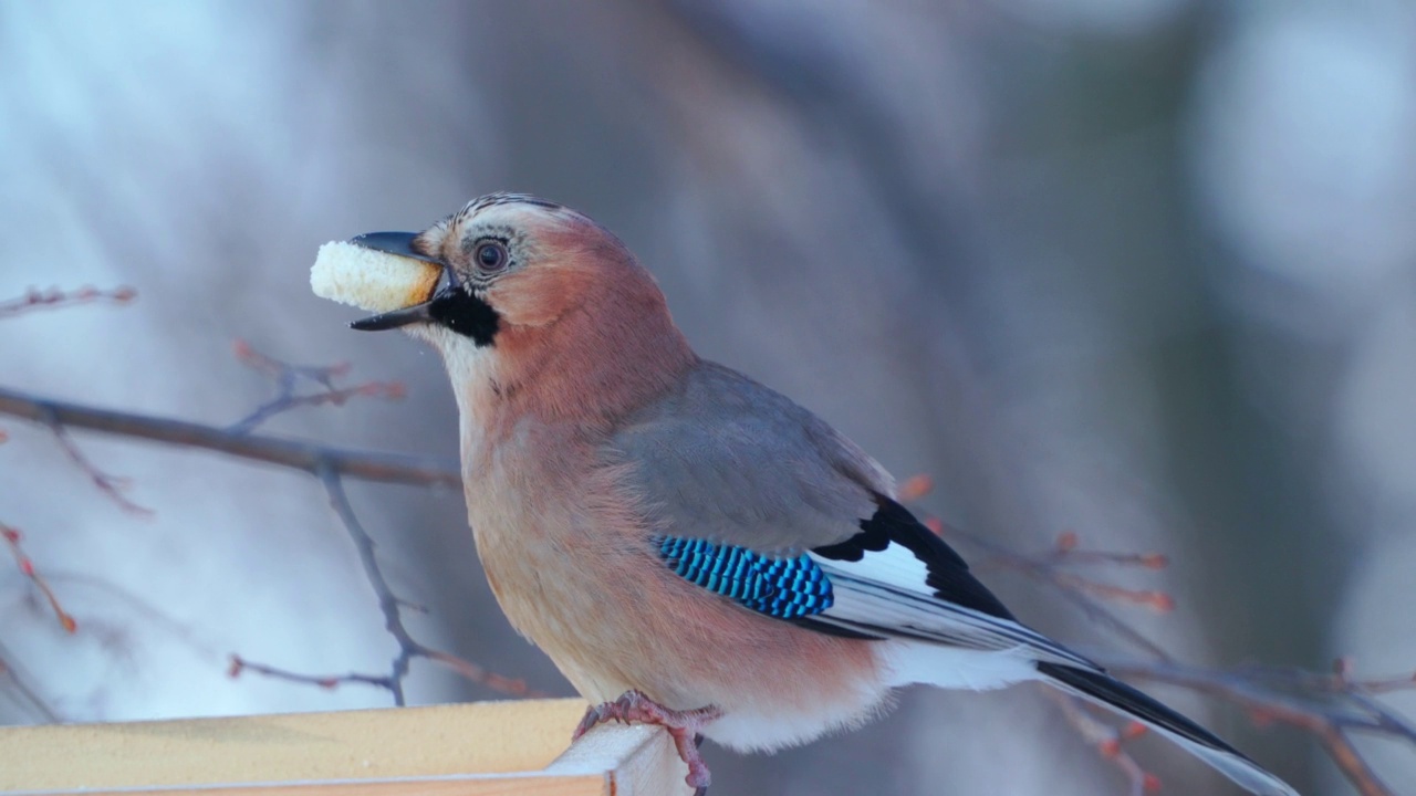 鸟-欧亚Jay (Garrulus glandarius)用面包片填满嘴巴，然后飞离喂食器。视频素材