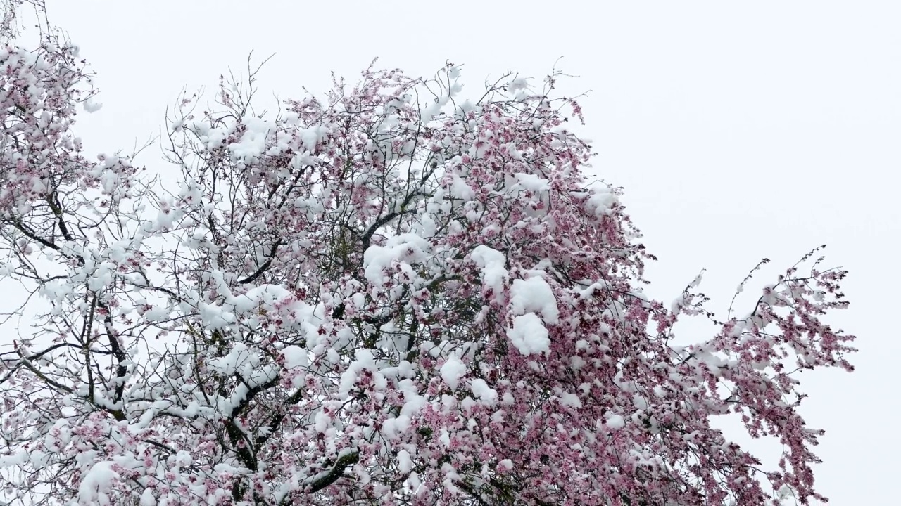 4月的降雪视频素材