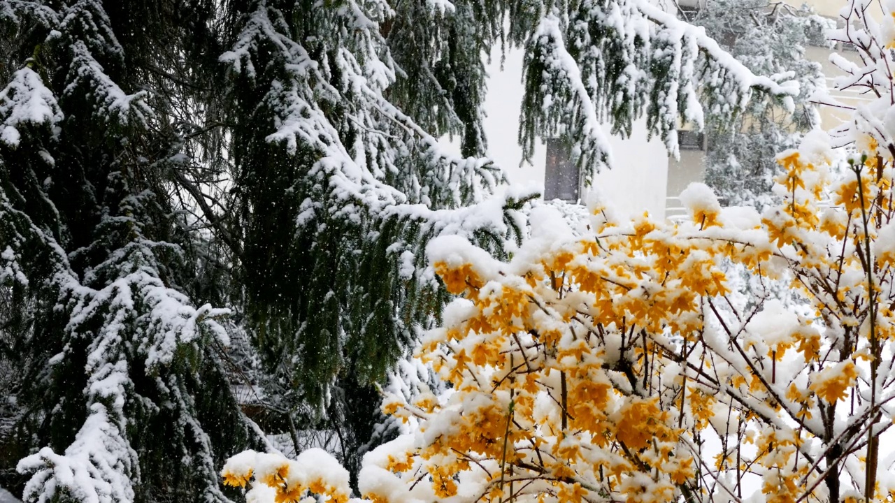 4月的降雪视频素材