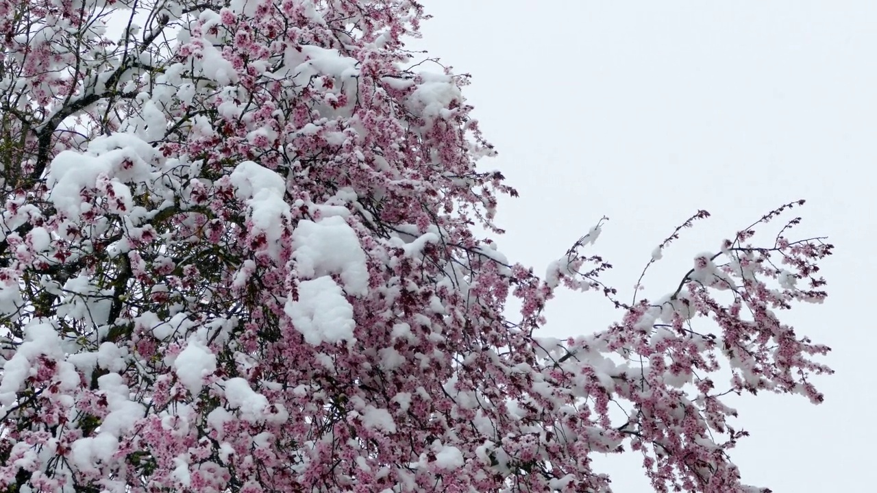 4月的降雪视频素材