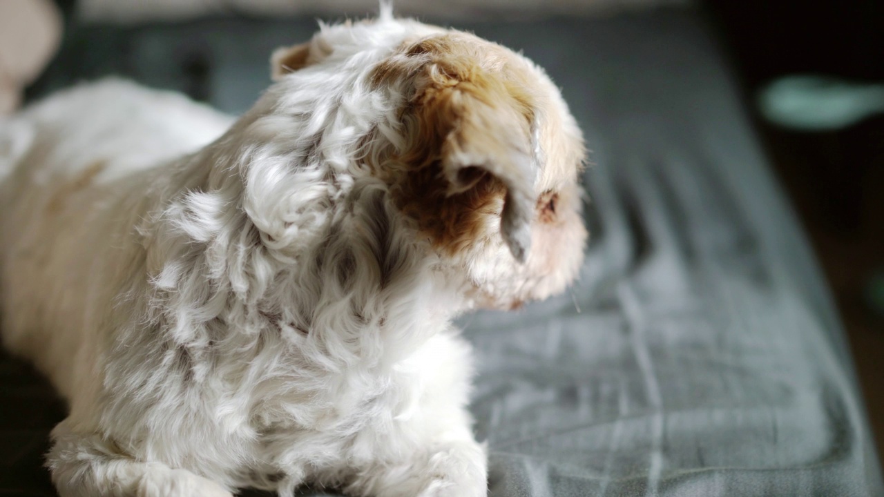 西施犬躺在家里卧室的床上视频素材