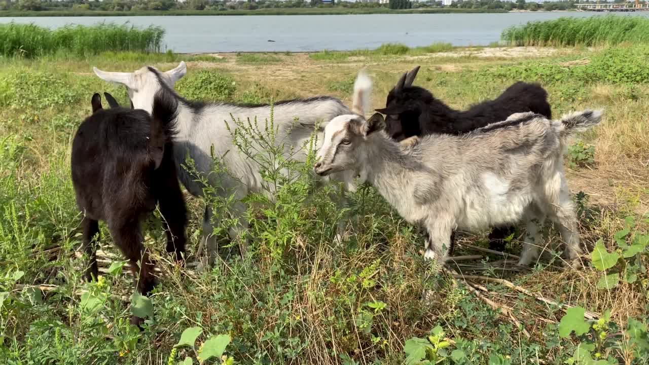 四只小山羊在草地上吃草，在河边吃草。夏日漫步的一群动物。城市附近的畜牧业。视频下载