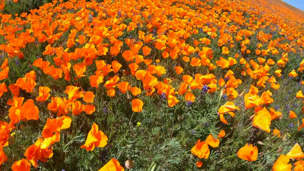 加州罂粟花草地视频素材