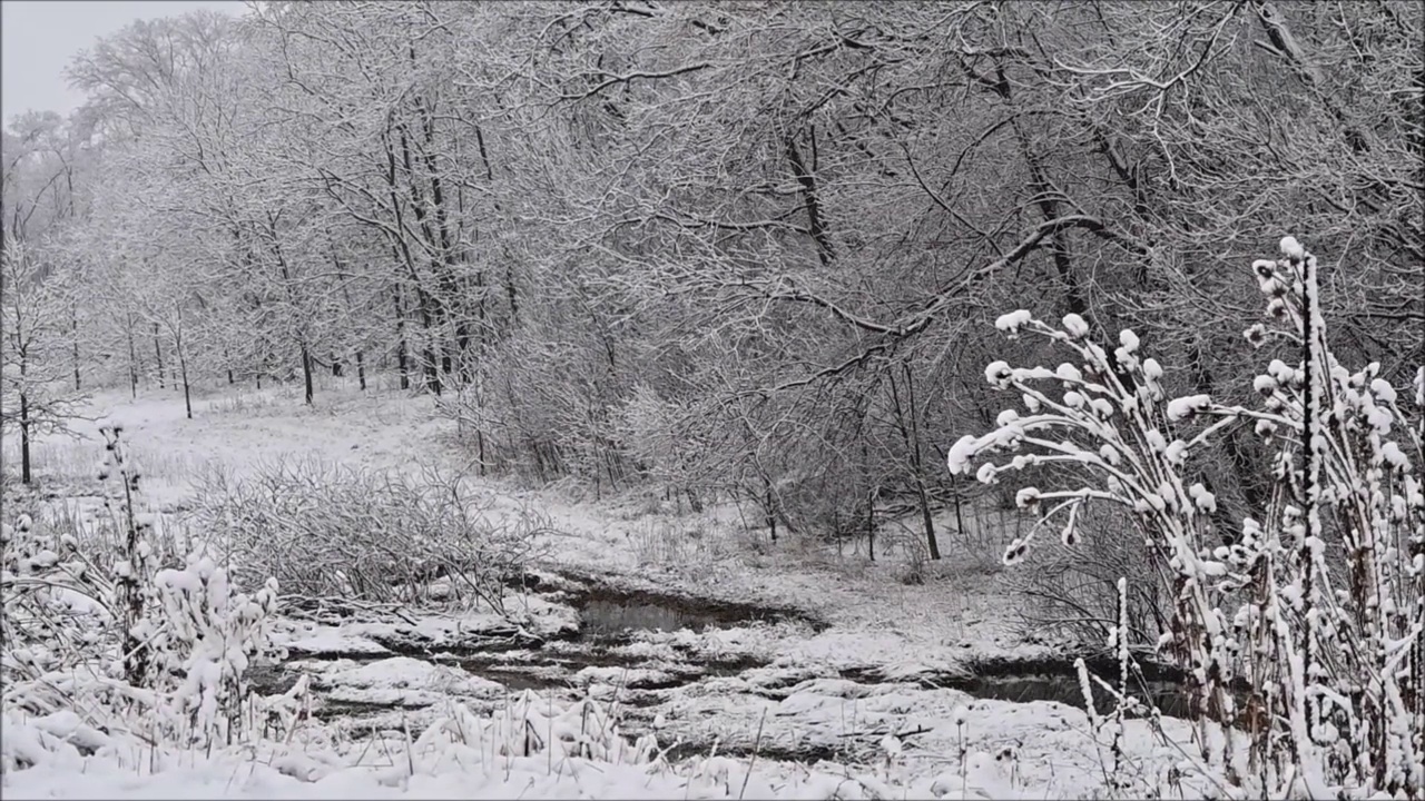 森林里的雪视频素材