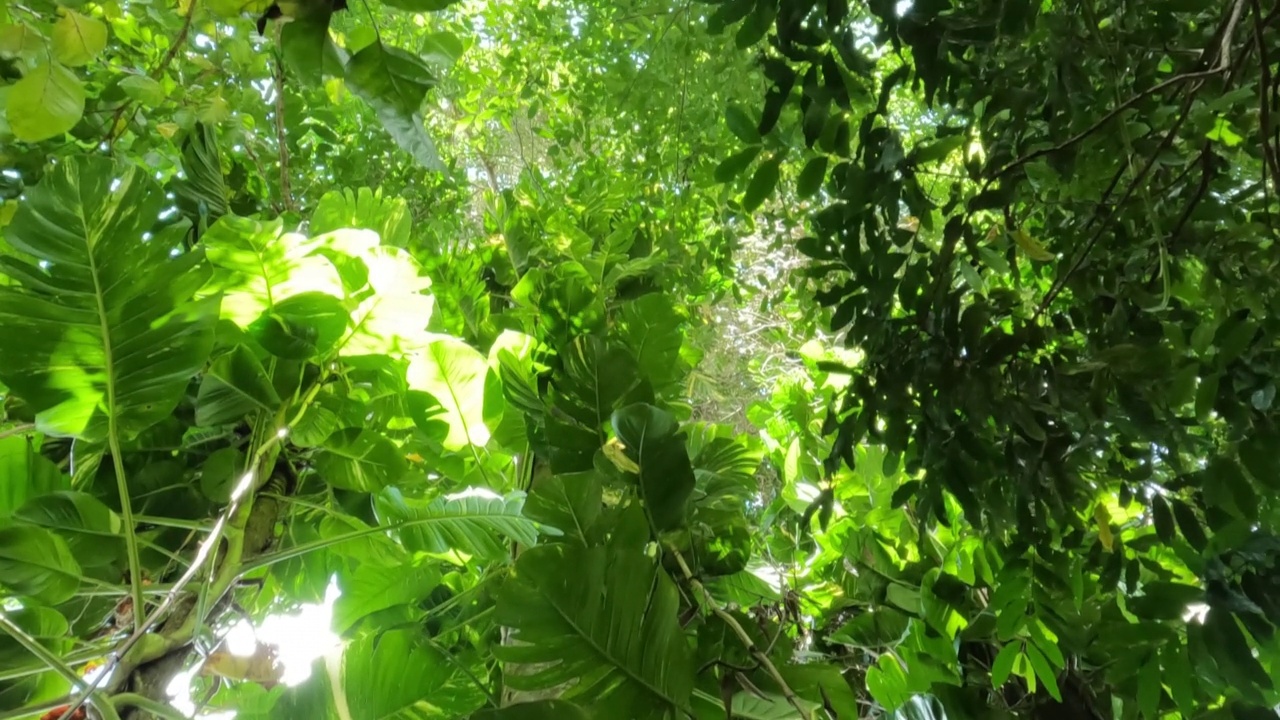 茂密的雨林树冠层视频素材