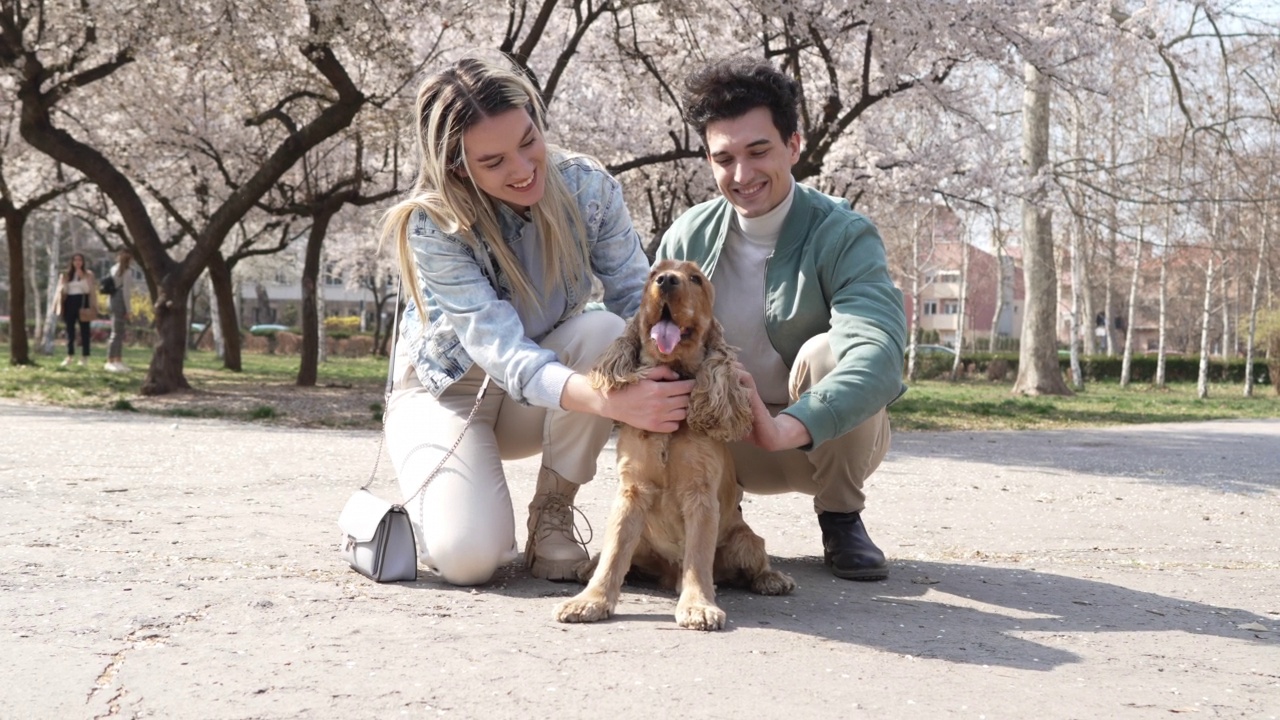 一对白人夫妇在公园里抚摸他们的可卡犬视频素材