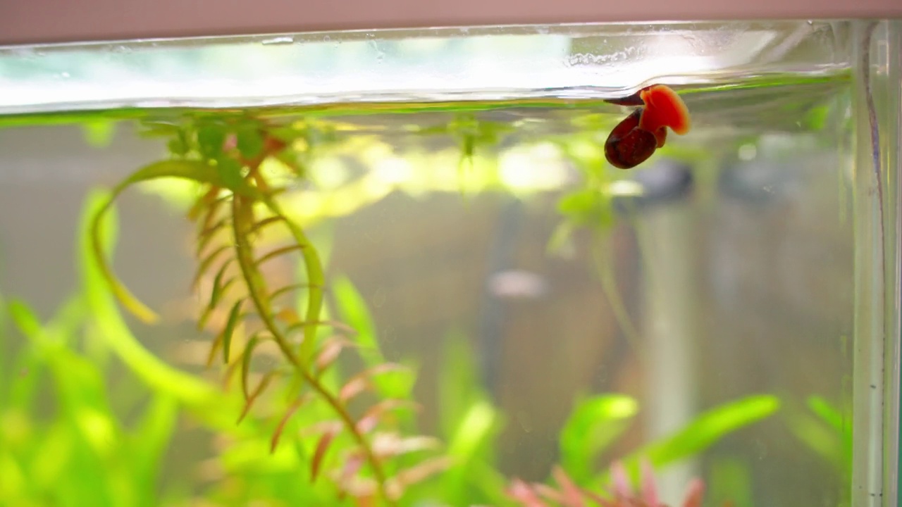 被水流冲走的水族箱贝壳视频素材