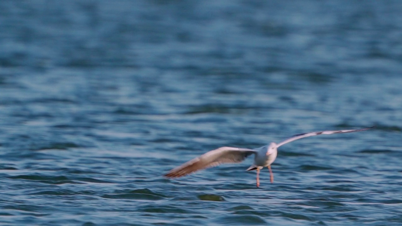 鸟儿——年轻的黑头鸥(Larus ridibundus)逆风飞翔，在一个阳光明媚的夏日夜晚训练钓鱼。视频素材