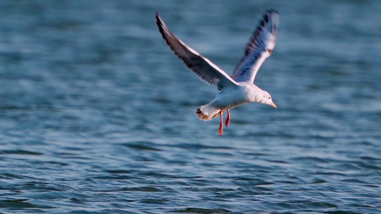 小鸟——年轻的黑头鸥(Larus ridibundus)逆风飞翔，在一个阳光明媚的夏日夜晚练习钓鱼。视频素材