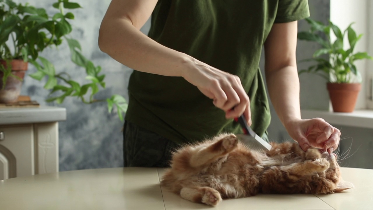 在家里用梳子给姜猫梳头。干净的动物视频素材