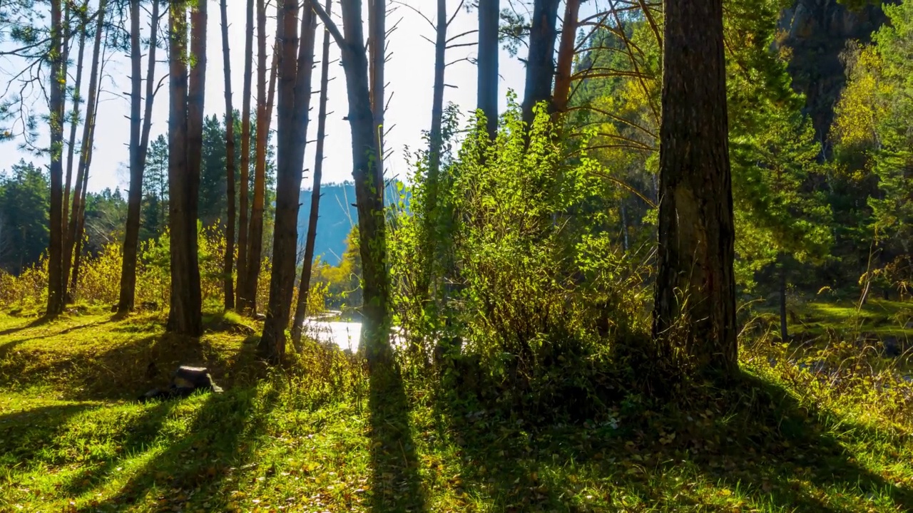 山区常绿松树林时间间隔在夏秋季节。野生的自然，清澈的水和乡村山谷。阳光，小溪，小河和黄色的草。机动移动小车滑块运动视频素材