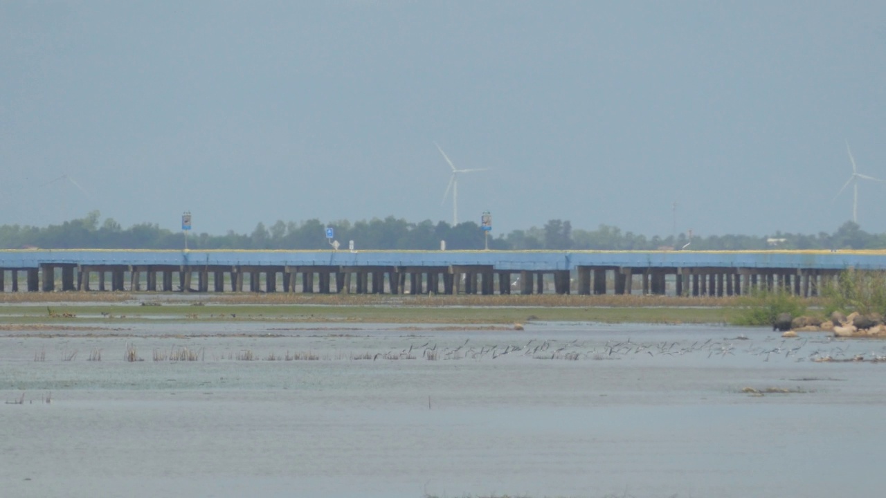 一群黑翅高跷鸟在湖面上飞翔视频下载