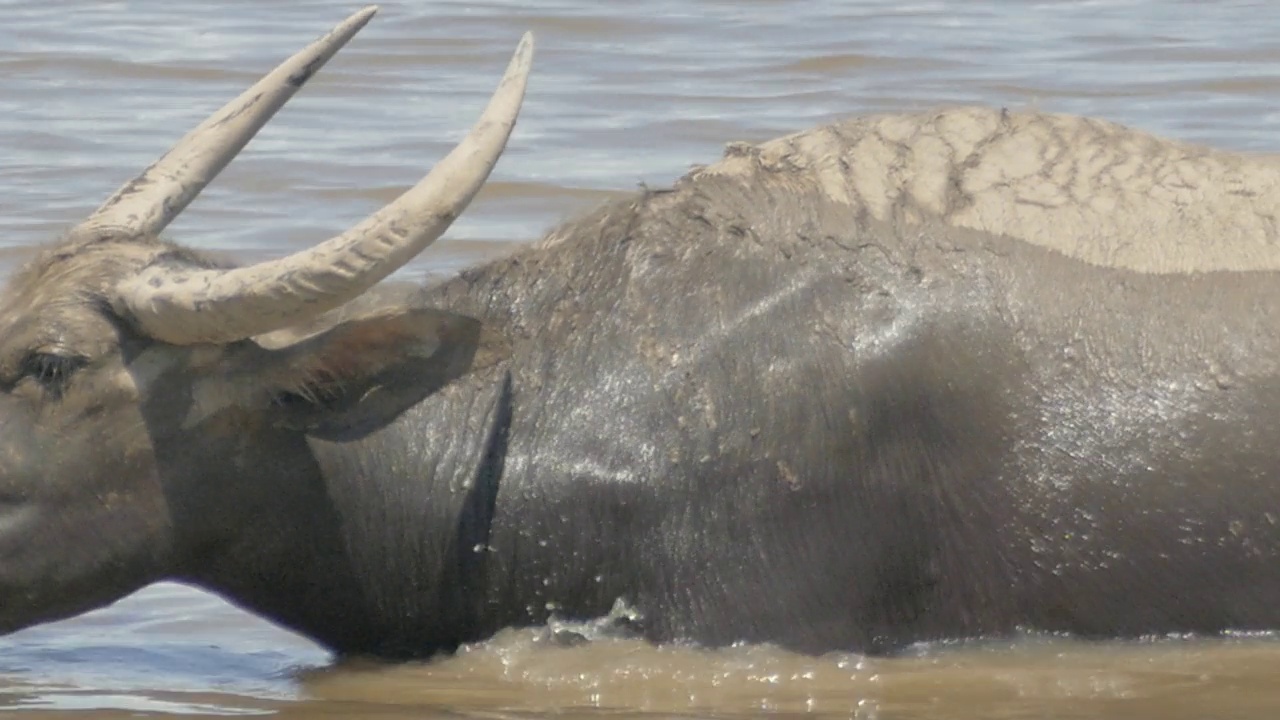 野生水牛在湖里吃草视频下载