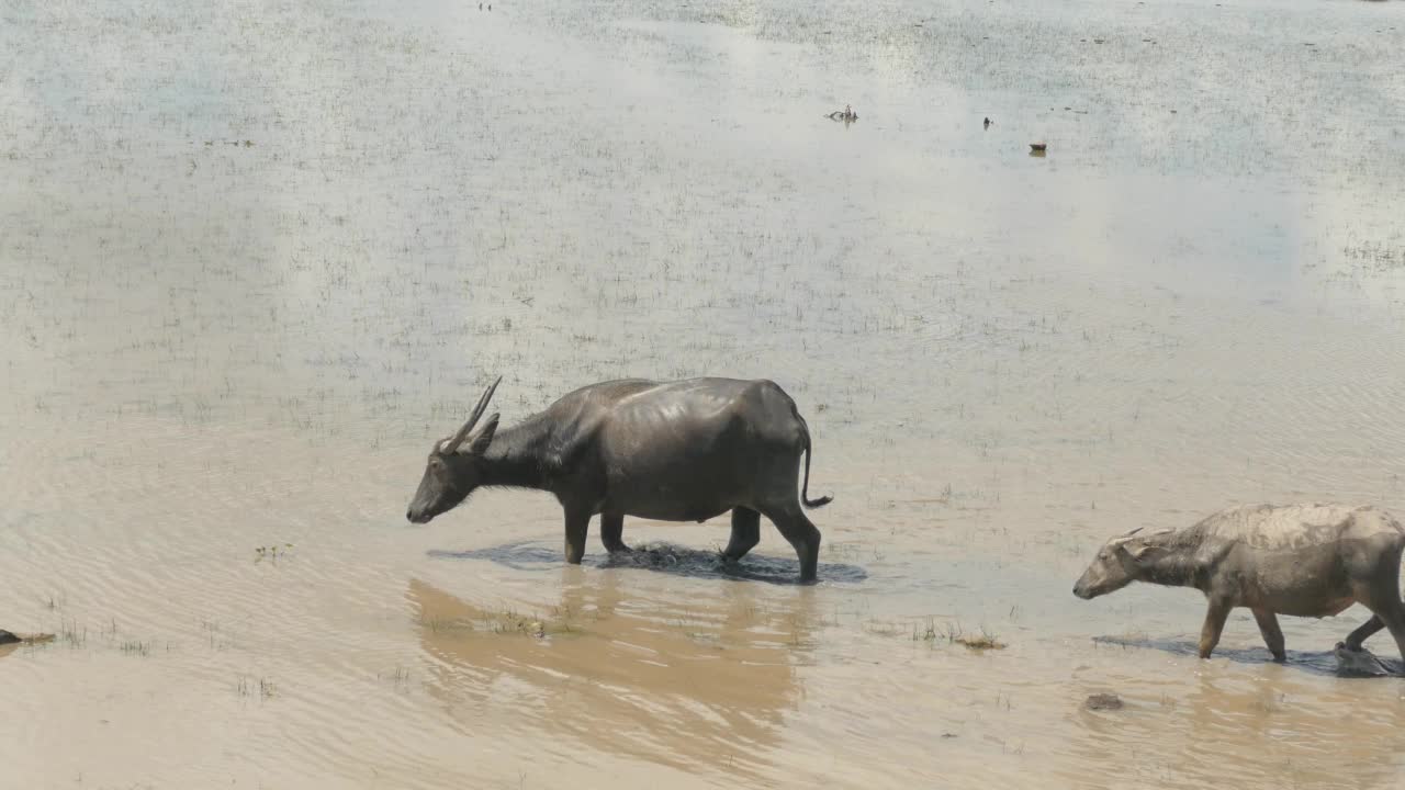 野生水牛在湖里吃草视频下载